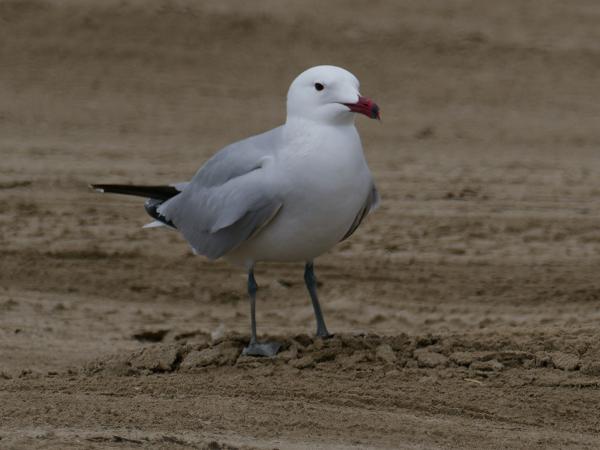 <h3><a href="/trips/ebro/biota/animalia/chordata/aves/024 charadriiformes/017 laridae/ichthyaetus audouinii/ichthyaetus audouinii-nl.html">Ichthyaetus&nbsp;audouinii</a> / Audouin's&nbsp;gull / Audouins&nbsp;meeuw</h3>OM-1 Mark II met M.300mm F4.0 + MC-14, 1/2000 sec  bij F5.6, ISO 400, afstand 142&nbsp;m